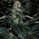Kalichakra feminised Ganja Seeds - 77 насінин