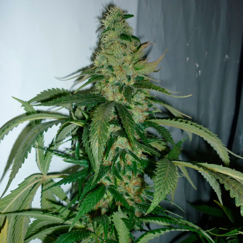 Kalichakra feminised Ganja Seeds - 77 насінин