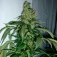 Kalichakra feminised Ganja Seeds - 77 насінин
