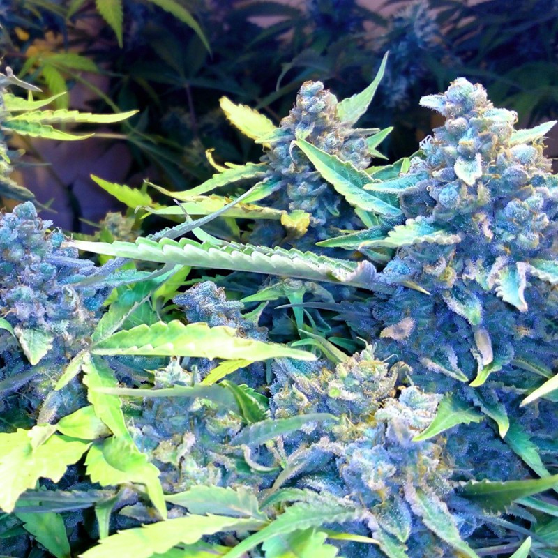 Auto Blueberry x Sweet Tooth feminised Ganja Seeds