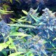 Auto Blueberry x Sweet Tooth feminised Ganja Seeds