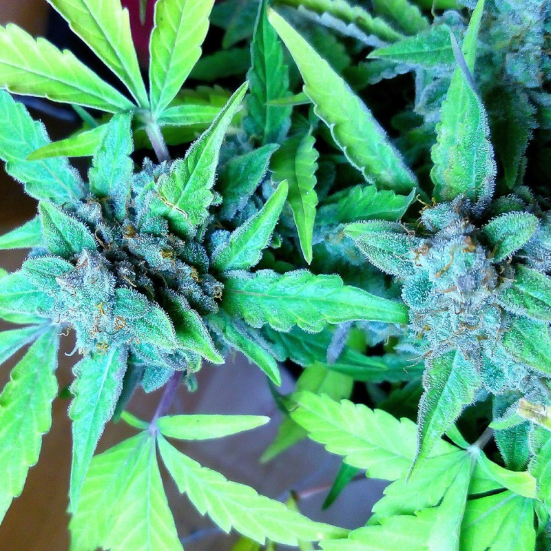 Auto Blueberry x Sweet Tooth feminised Ganja Seeds