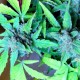 Auto Blueberry x Sweet Tooth feminised Ganja Seeds