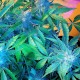 Auto Blueberry x Sweet Tooth feminised Ganja Seeds