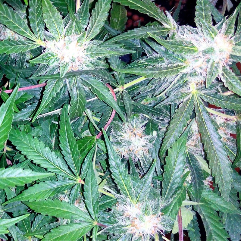 Auto Blueberry x Sweet Tooth feminised Ganja Seeds