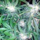 Auto Blueberry x Sweet Tooth feminised Ganja Seeds