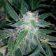 Auto Blueberry x Sweet Tooth feminised Ganja Seeds