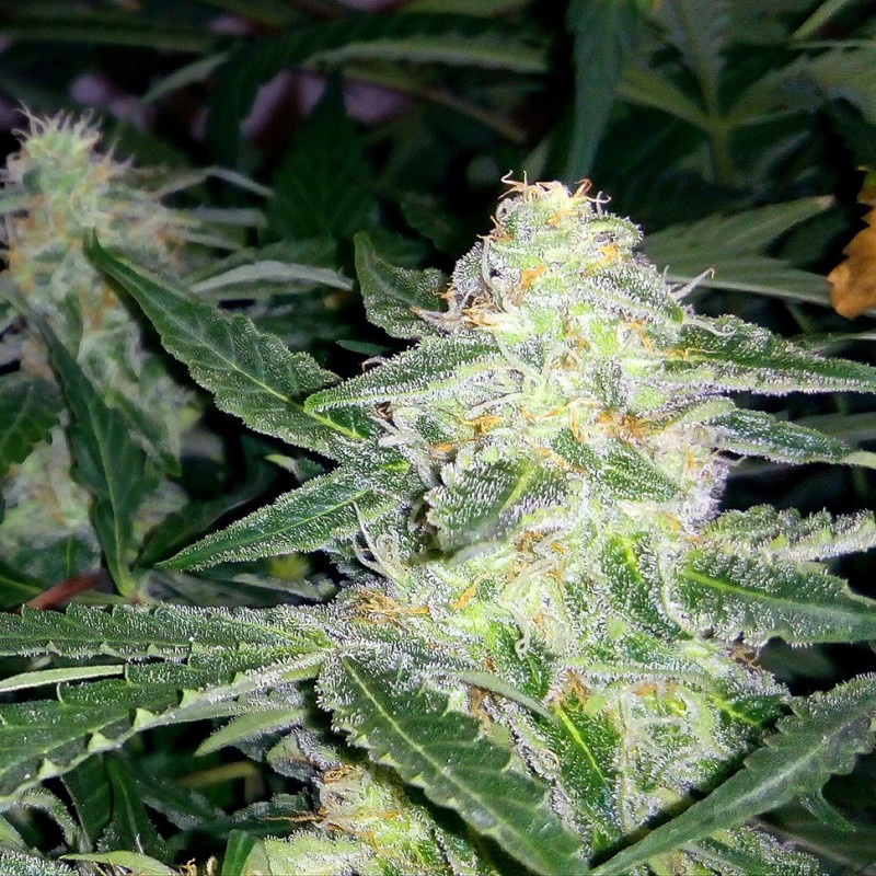Auto Blueberry x Sweet Tooth feminised Ganja Seeds