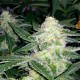 Auto Blueberry x Sweet Tooth feminised Ganja Seeds