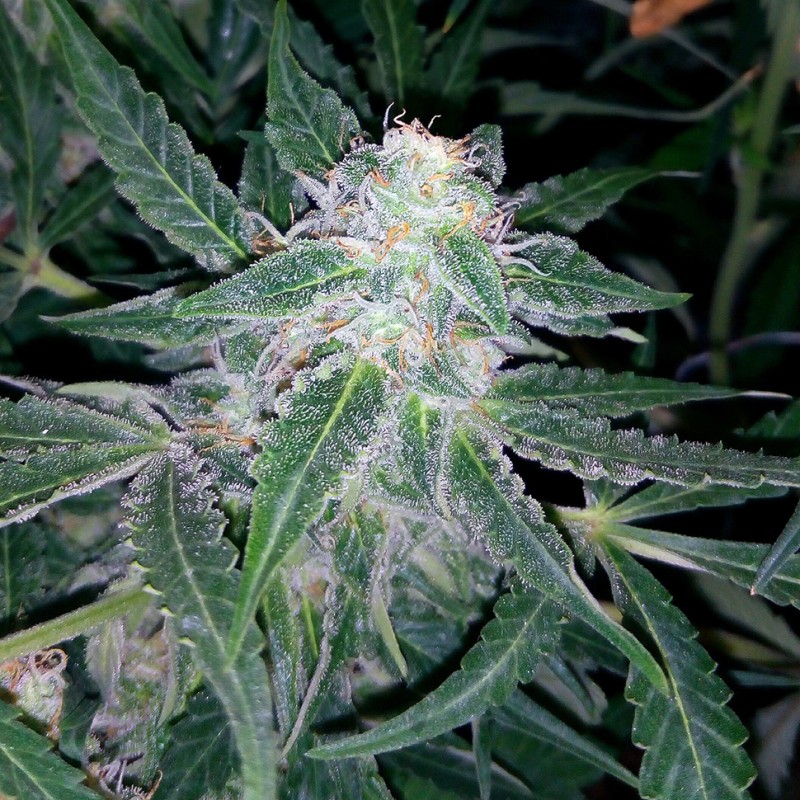 Auto Blueberry x Sweet Tooth feminised Ganja Seeds