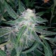 Auto Blueberry x Sweet Tooth feminised Ganja Seeds
