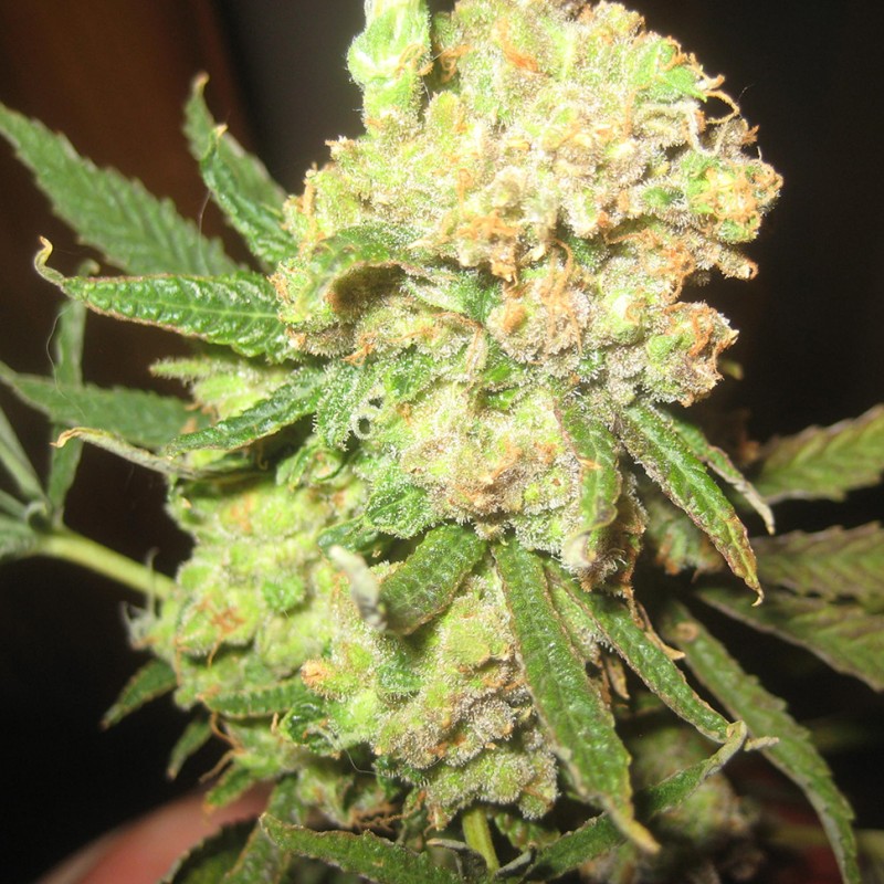 LA Cannalope feminised Ganja Seeds - 2 насінини