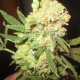 LA Cannalope feminised Ganja Seeds - 2 насінини