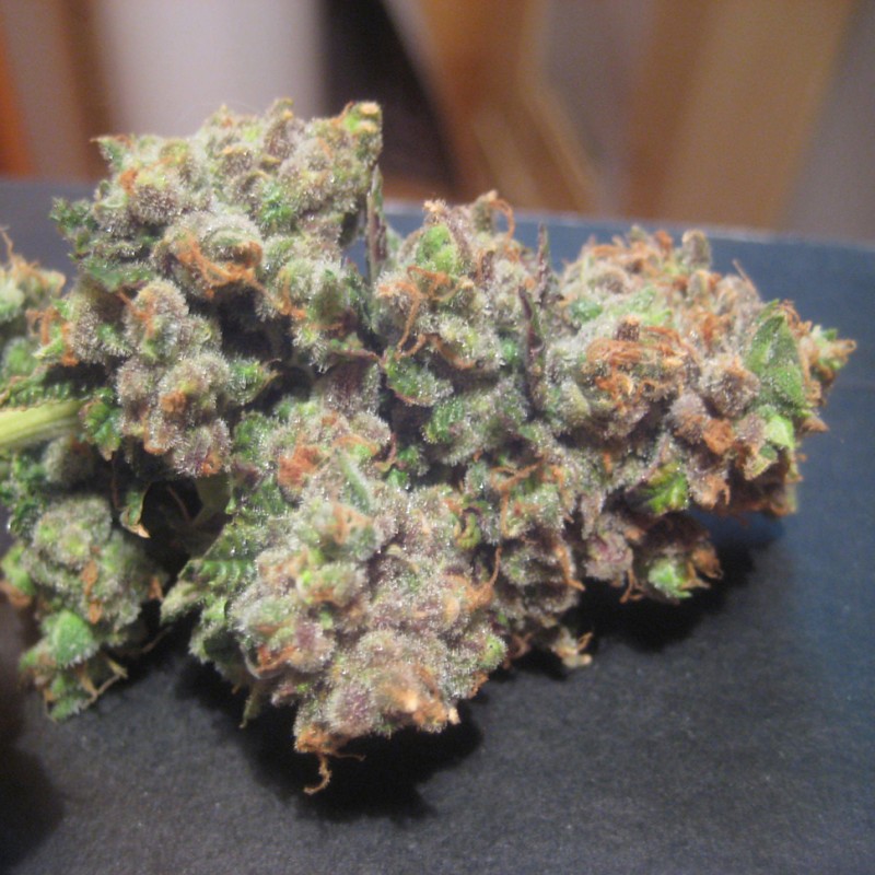 LA Cannalope feminised Ganja Seeds - 2 насінини