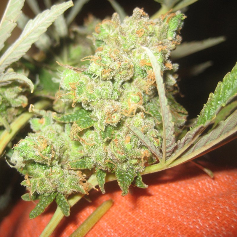LA Cannalope feminised Ganja Seeds - 2 насінини