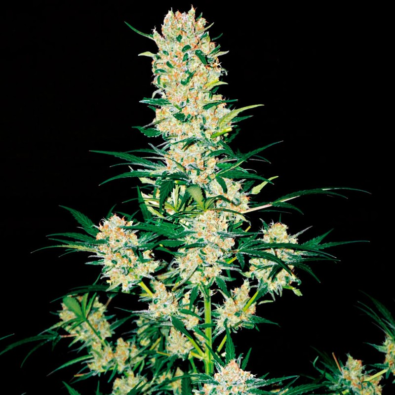 AK 49 feminised GanjaLiveSeeds