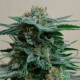 AK 49 feminised GanjaLiveSeeds