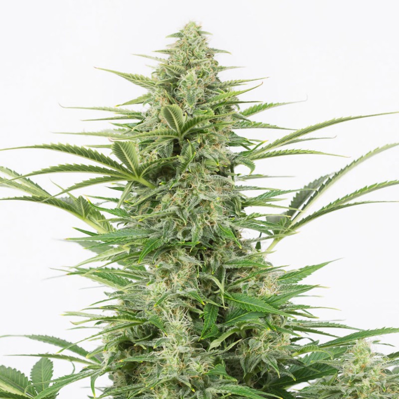 AK 49 feminised GanjaLiveSeeds