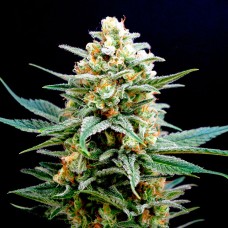 AK 49 feminised GanjaLiveSeeds