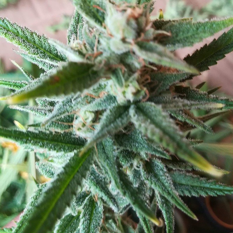 Auto Mandarine XXL feminised Ganja Seeds