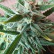 Auto Mandarine XXL feminised Ganja Seeds