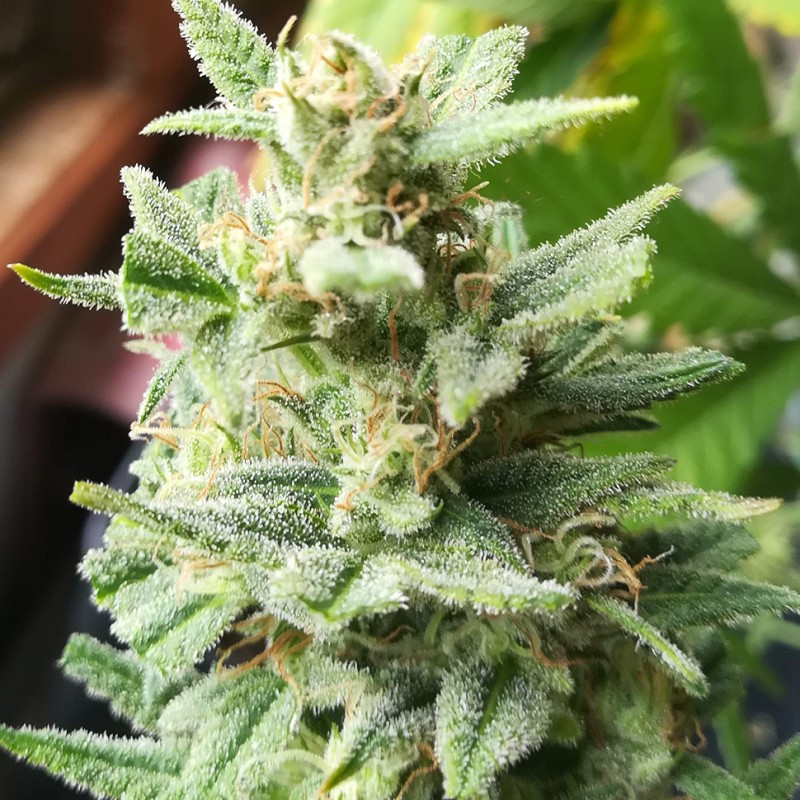 Auto Mandarine XXL feminised Ganja Seeds