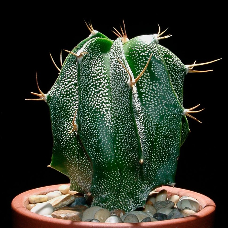 Astrophytum ornatum