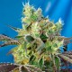 Do-Sweet-Dos feminised Ganja Seeds