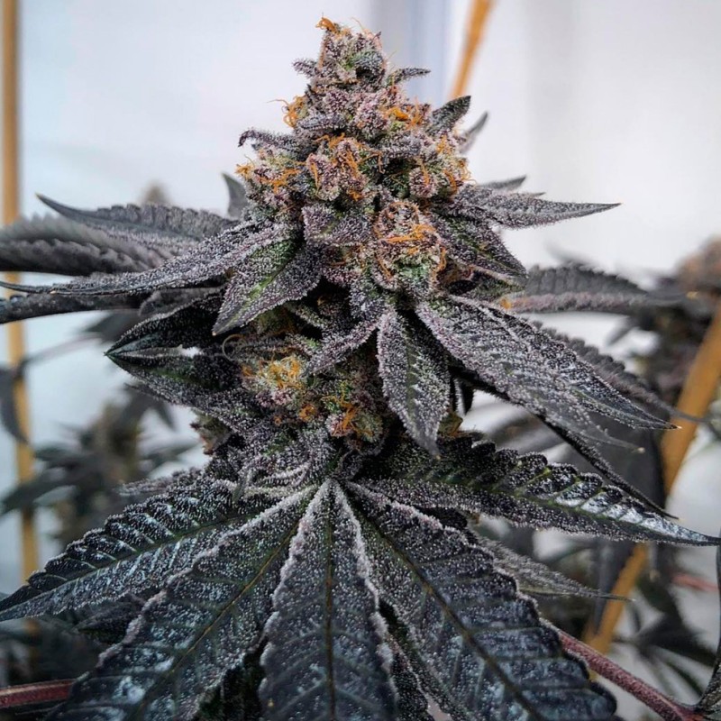 Do-Sweet-Dos feminised Ganja Seeds