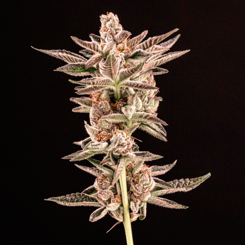 Do-Sweet-Dos feminised Ganja Seeds