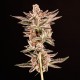 Do-Sweet-Dos feminised Ganja Seeds