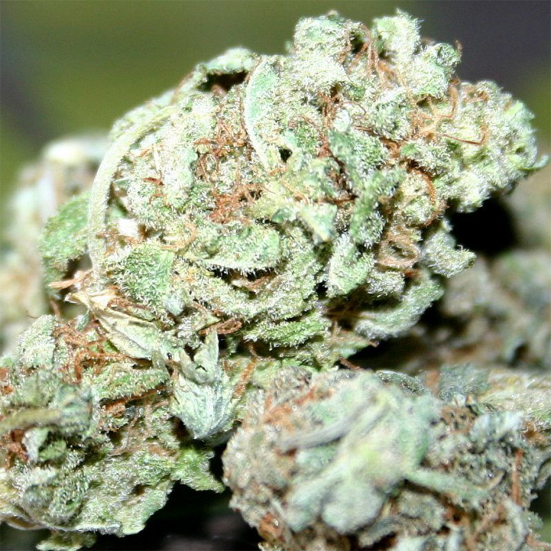 Blue Power feminised Ganja Seeds