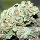Blue Power feminised Ganja Seeds
