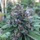 Blue Power feminised Ganja Seeds