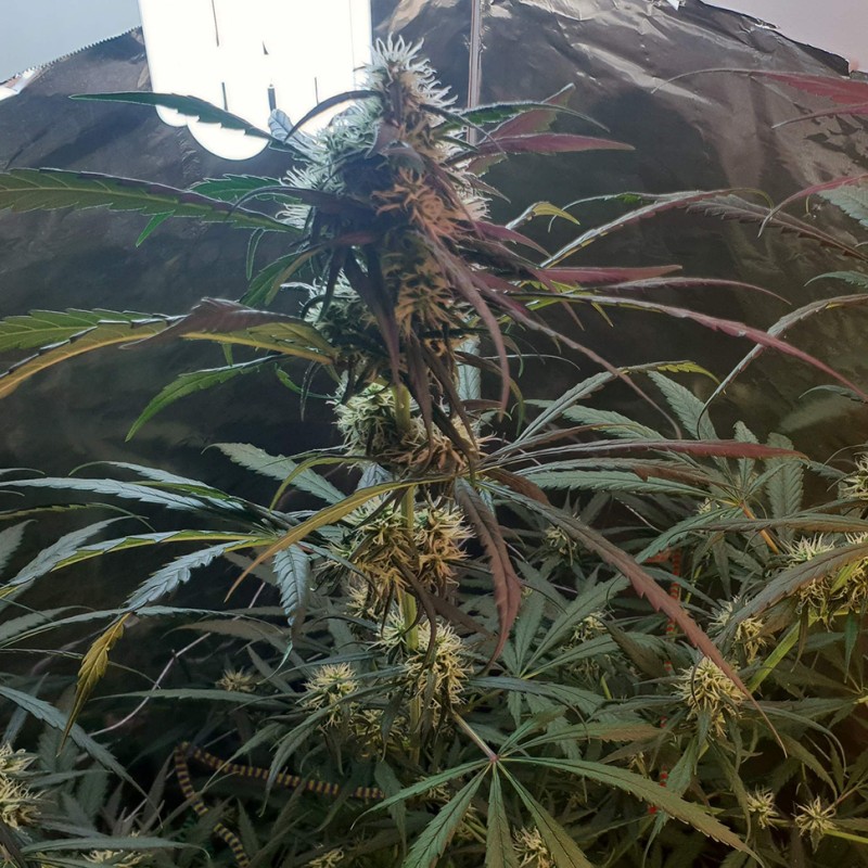 Amnesia feminised GanjaLiveSeeds