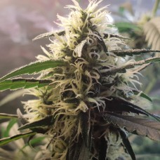 Amnesia feminised GanjaLiveSeeds