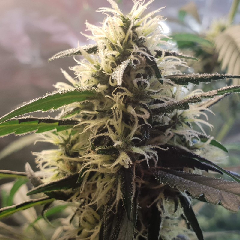 Amnesia feminised GanjaLiveSeeds