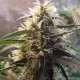Amnesia feminised GanjaLiveSeeds