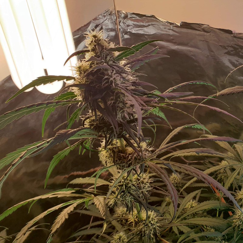 Amnesia feminised GanjaLiveSeeds