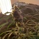 Amnesia feminised GanjaLiveSeeds