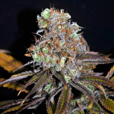 Critical Mass feminised Ganja Seeds