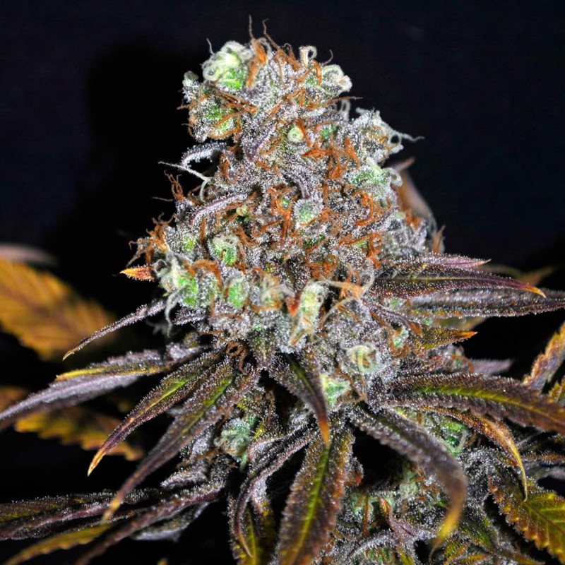 Critical Mass feminised Ganja Seeds - 77 насінин