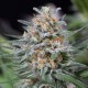 Critical Mass feminised Ganja Seeds - 77 насінин