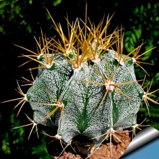 Astrophytum ornatum var. mirbelii