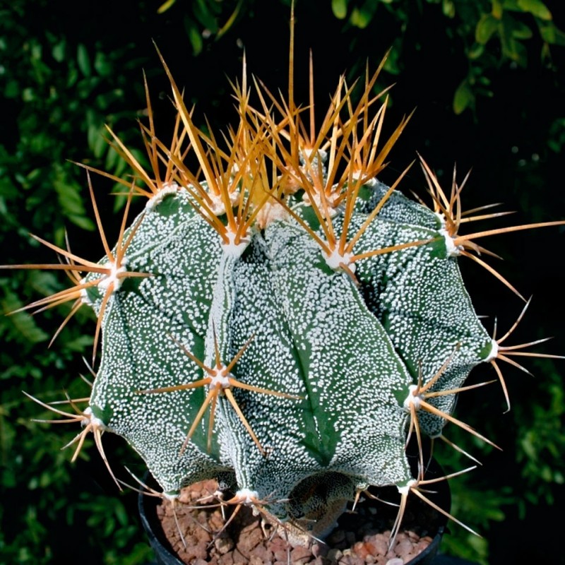 Astrophytum ornatum var. mirbelii