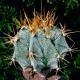 Astrophytum ornatum var. mirbelii