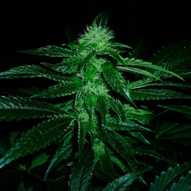 Auto OG Kush feminised GanjaLiveSeeds