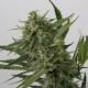 Auto OG Kush feminised GanjaLiveSeeds
