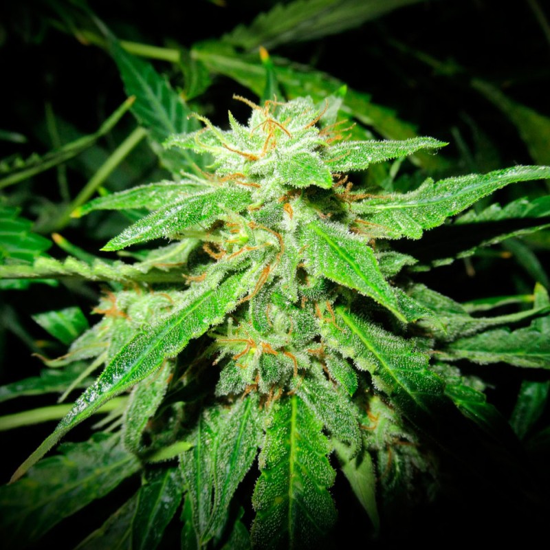 Auto OG Kush feminised GanjaLiveSeeds