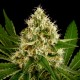 Auto OG Kush feminised GanjaLiveSeeds